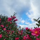 동백운수 이미지