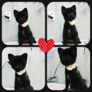 멍군애견 이미지