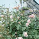 수목원 입구 | &lt;전주 한국 도로공사 수목원&gt; 장미는 아직이에요 _ 5월13일