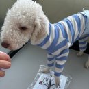 퍼피트리 애견유치원&호텔 이미지