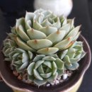 바디스 이미지
