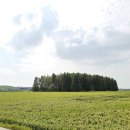 종금주유소 이미지