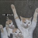 카멜 팩토리 이미지