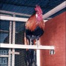 꼬리연구소 이미지