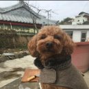 푸들푸들 이미지