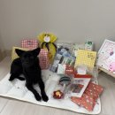 중일유치원 | 수원애견유치원 "아우어독" 찐 후기