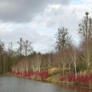 미국선녀벌레 방제 이미지