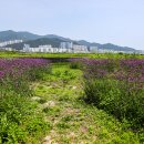 대저생태공원 이미지