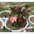 사오리농장 이미지