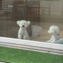 단풍이네 그루밍샵 이미지