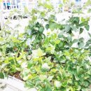 익산 구시장 이미지