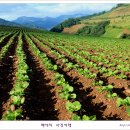 태백고냉지 이미지
