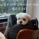 멜로우247