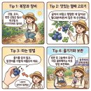 싱싱포도원 - 수원시 권선구 수인로341번길 31-12 | 영블루베리 농가 체험을 하고 온 이야기