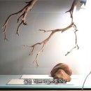 코보아쿠아 이미지