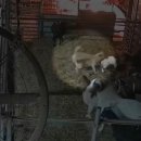 진범축사 이미지