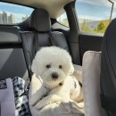 동물치과병원메이 이미지