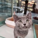 키워도 | 용인고양이분양, 처음 키워도 걱정 없었던 이유