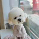 동그리펫살롱 이미지