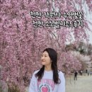 진도분식 | 천안 각원사 수양벚꽃 천안가볼만한곳 수양벚꽃구경 천안 소노벨리조트이용후기