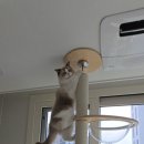 오로라 캣 이미지