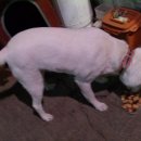 백구로-1 이미지