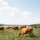 대안축산 이미지