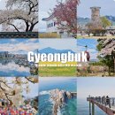 봄꽃힐링투어 | 1박2일 국내여행 가볼만한곳 경북 버스여행 경주 포항 울진 로망스투어