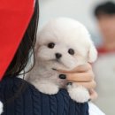 미유펫강아지고양이청주점(미용,위탁관리) | 청주강아지분양 미유펫 분양후기