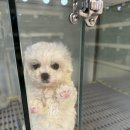 노이펫 강아지 고양이분양 춘천점 | 춘천강아지 노이펫 강아지 고양이 춘천점에 다녀왔어요!