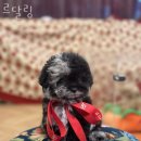 르달링 이미지