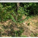 참죽나무 이미지