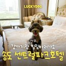 센트럴파크 1 | 인천 송도 애견동반호텔 &lt;센트럴파크호텔&gt; 가격, 장단점, 내돈내산 솔직후기