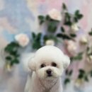 블랑드펫 이미지