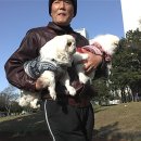 뽀야 네이버블로그