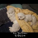 유지네 애견미용샵 | 비숑 하동이와 은동이, 털 무거웠던 몸이 산뜻하게 변신한 애견 미용 후기✨