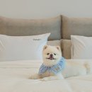 더 바사리 풀빌라 이미지