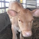 지당목장 이미지