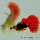 구피 카카오 검색결과