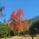 다도반점 이미지