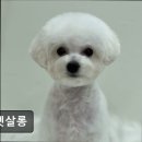 올펫살롱 이미지