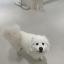 아화플레르 이미지
