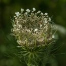 씨드(SeeD) 이미지