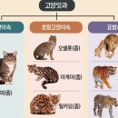 남아메리카 호랑고양이가 140만 년 전 틸카요로 진화했어요 이미지