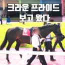경마루 스테이 | 말딸하다 경마한 썰 품 - 2023 코리아컵 코리아스프린트 보러 렛츠런파크 다녀온 후기 2편