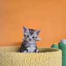 캣그램 광주 고양이분양 이미지