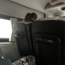 [치앙마이 필수 코스] 잊지못할 코끼리 생츄어리 투어 (마이리얼트립 내돈내산 후기)