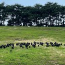 부산농원민박 | 극한직업 밥주는 민박집 청양 흑염소 보양식 코스 위치 +송조농원 후기