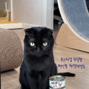 오션 캣 | 소화력 돕는 고양이 무스캔 퍼시캣 파인다이닝 4종