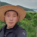 [공지] 산호황칠나무농원 황칠새순 장아찌 판매!!